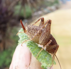 Pristoceuthophilus pacificus