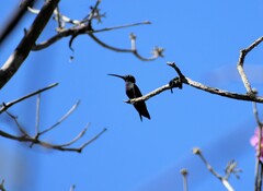 Anthracothorax prevostii