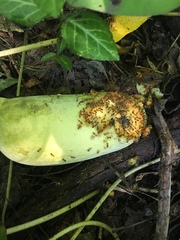 Asimina triloba