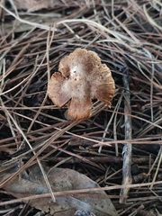 Lepiota brunneoincarnata