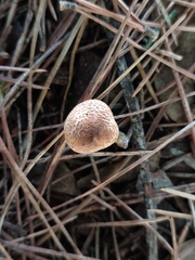 Lepiota brunneoincarnata