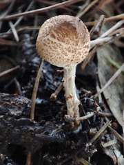 Lepiota brunneoincarnata