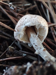Lepiota brunneoincarnata