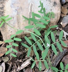 Vicia ludoviciana