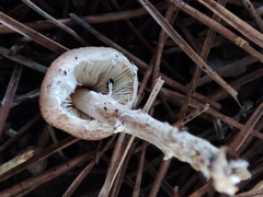 Lepiota brunneoincarnata