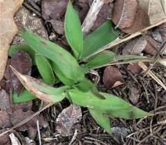 Tradescantia gigantea