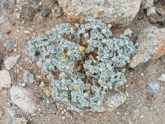 Psathyrotes ramosissima