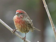 Haemorhous mexicanus