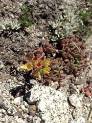 Sedum obtusatum