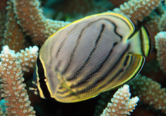Chaetodon
