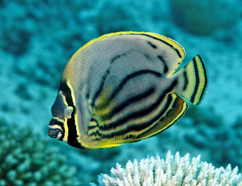 Mailed butterflyfish (Chaetodon reticulatus) — Chaetodontidae