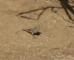 Haemorhous mexicanus