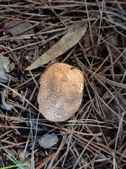 Echinoderma