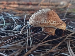 Echinoderma