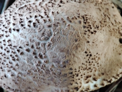 Echinoderma