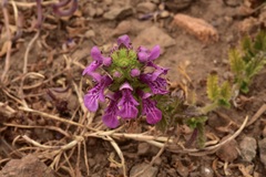 Stachys grandidentata