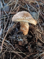 Echinoderma