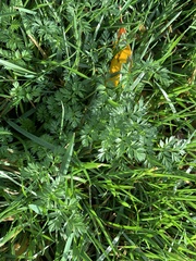 Torilis nodosa