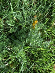 Torilis nodosa