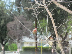 Haemorhous mexicanus