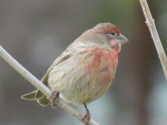 Haemorhous mexicanus