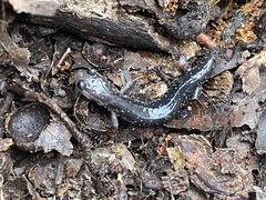 Plethodon albagula