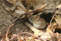 Clethrionomys glareolus