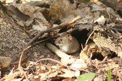 Clethrionomys glareolus