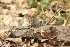 Clethrionomys glareolus