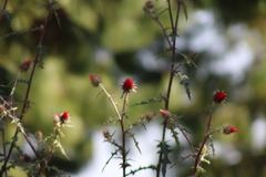 Cirsium ehrenbergii