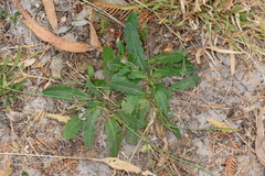 Leontodon saxatilis saxatilis