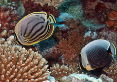 Chaetodon