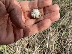 Helminthoglypta stiversiana