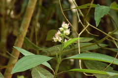Miconia melastomoides