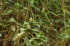 Miconia melastomoides