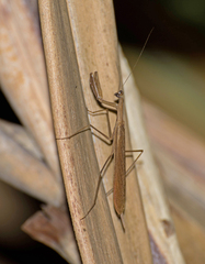 Eumusonia