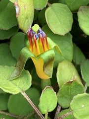 Fuchsia procumbens