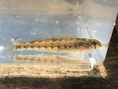 Snubnose Darter photo 5