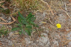 Leontodon saxatilis saxatilis