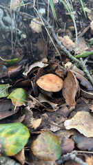 Lactarius xanthogalactus