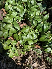 Pachysandra