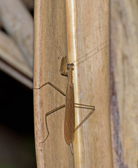 Eumusonia