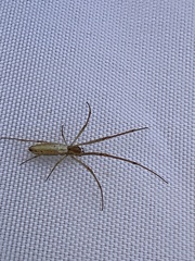 Tetragnatha laboriosa