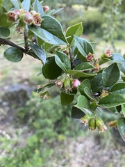 Cotoneaster franchetii