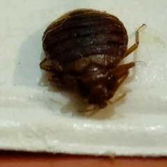 Cimex lectularius