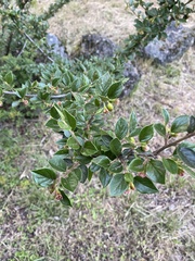 Cotoneaster franchetii