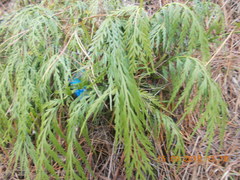 Asplenium flaccidum flaccidum