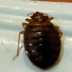 Cimex lectularius