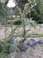 Cotoneaster franchetii