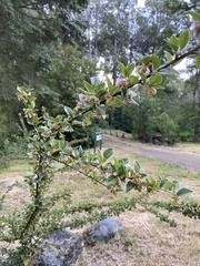 Cotoneaster franchetii
